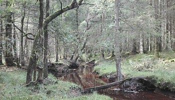 Travaux de gestion dans la Réserve de l’Eau Rouge