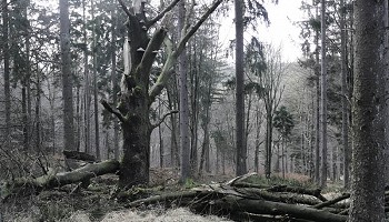 Plongée en Hertogenwald