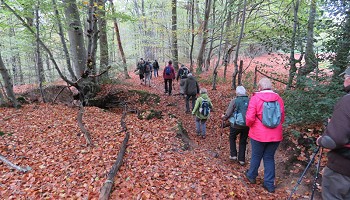 Petits sentiers merveilleux dans le Hertogenwald