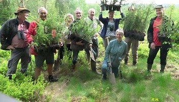 Savez-vous planter… des genévriers ?