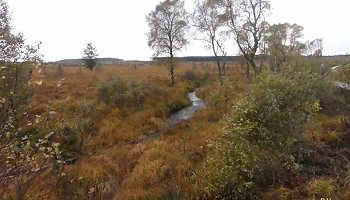 Les Fagnes de la Baraque Michel