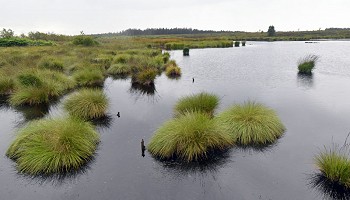 Les Fagnes de l’Est en été