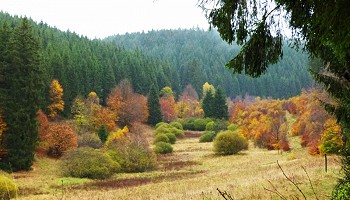 Entre Rocherath et Hellenthal