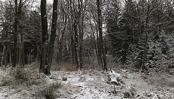 Premier janvier en Hertogenwald