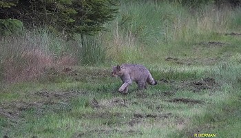 La chasse du chat forestier en 10 leçons