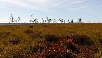 Traversée fagnarde