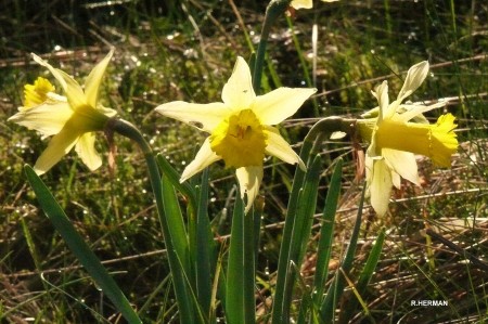 Jonquilles (R. Herman)