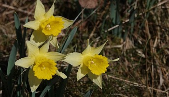 La féérie des jonquilles