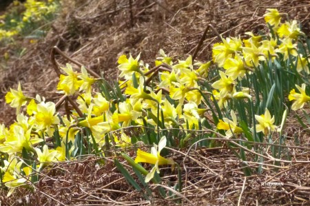 Jonquilles (R. Herman)