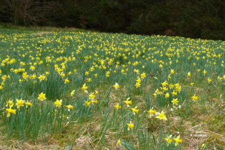 Jonquilles (R. Herman)