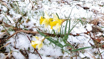 Parmi les Jonquilles…