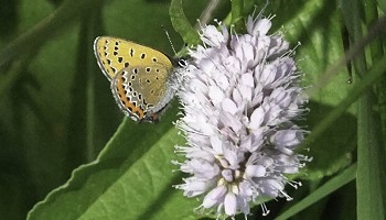 Florilège estival